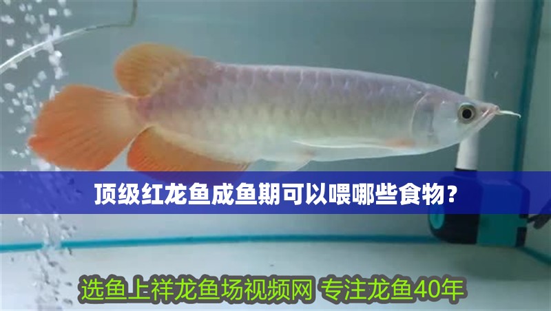 頂級紅龍魚成魚期可以喂哪些食物？