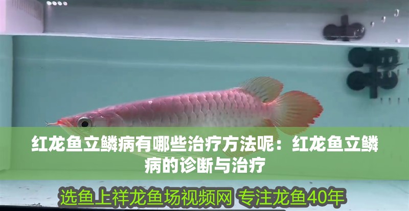 紅龍魚立鱗病有哪些治療方法呢：紅龍魚立鱗病的診斷與治療