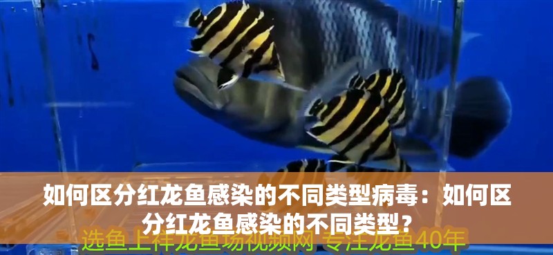 如何區(qū)分紅龍魚感染的不同類型病毒：如何區(qū)分紅龍魚感染的不同類型？