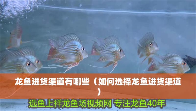 龍魚進貨渠道有哪些（如何選擇龍魚進貨渠道）