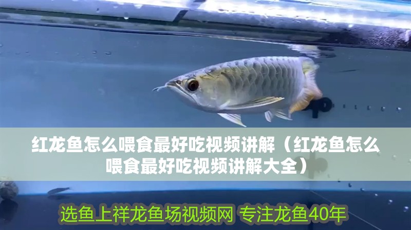 紅龍魚怎么喂食最好吃視頻講解（紅龍魚怎么喂食最好吃視頻講解大全）