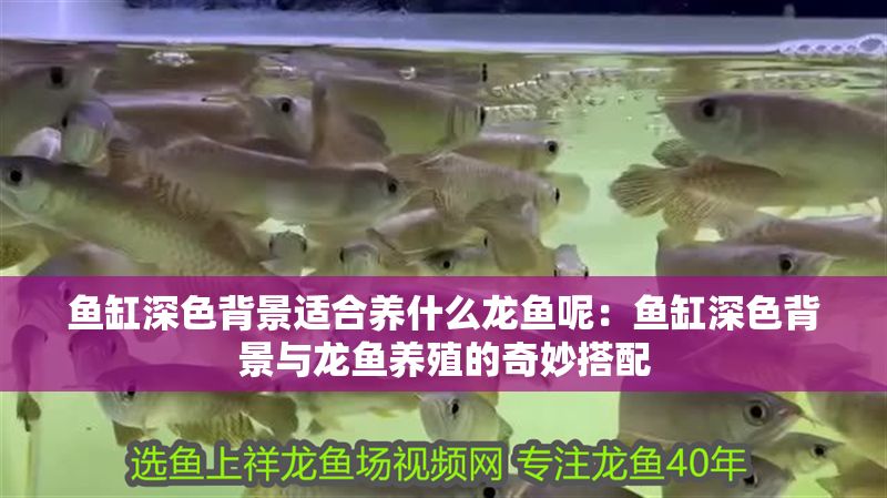 魚缸深色背景適合養什么龍魚呢：魚缸深色背景與龍魚養殖的奇妙搭配