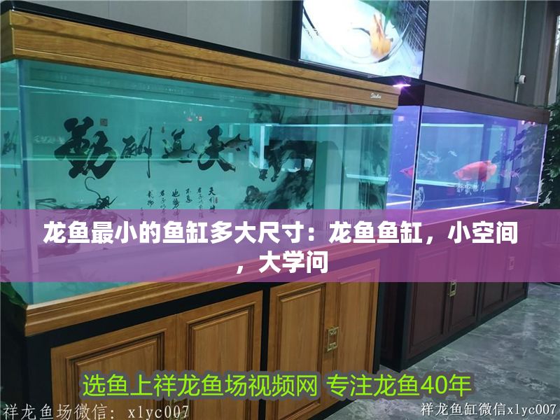龍魚最小的魚缸多大尺寸：龍魚魚缸，小空間，大學問