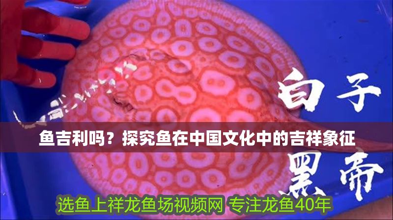魚吉利嗎？探究魚在中國文化中的吉祥象征