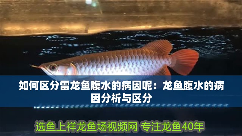 如何區分雷龍魚腹水的病因呢：龍魚腹水的病因分析與區分