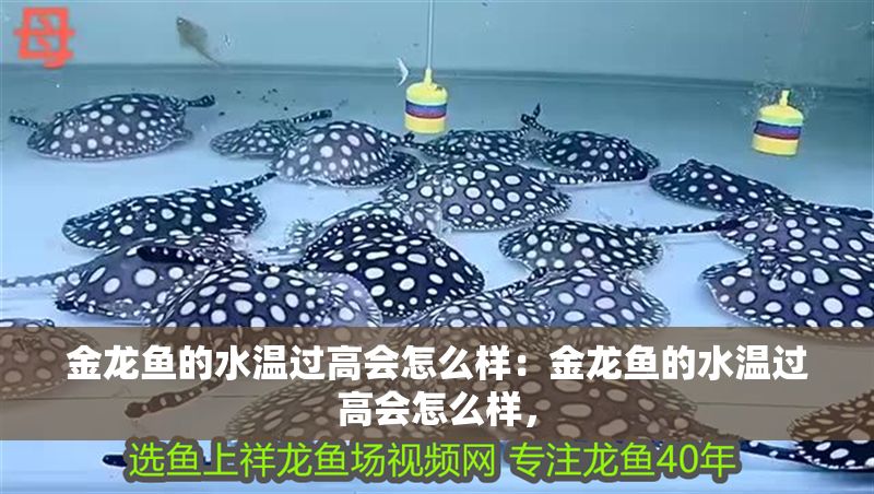 金龍魚的水溫過高會怎么樣：金龍魚的水溫過高會怎么樣，