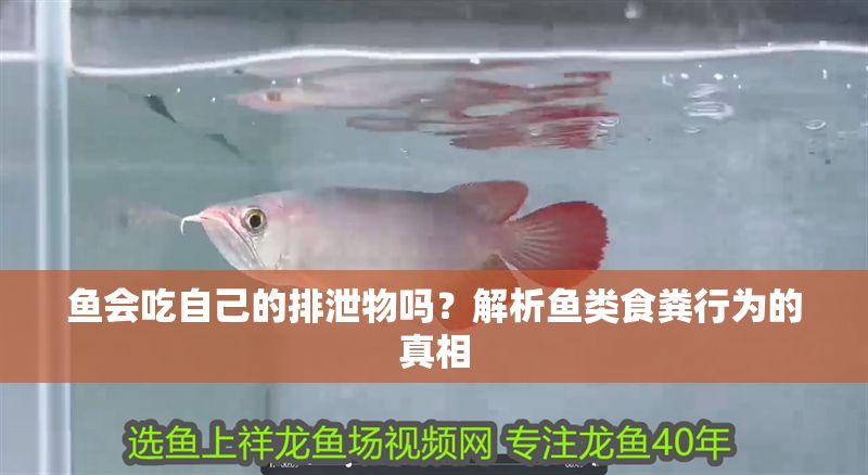 魚(yú)會(huì)吃自己的排泄物嗎？解析魚(yú)類(lèi)食糞行為的真相