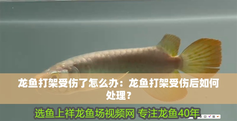 龍魚打架受傷了怎么辦：龍魚打架受傷后如何處理？