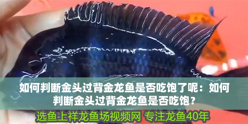 如何判斷金頭過背金龍魚是否吃飽了呢：如何判斷金頭過背金龍魚是否吃飽？