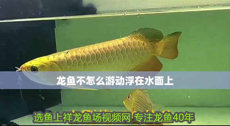 龍魚不怎么游動(dòng)浮在水面上 龍魚不怎么游動(dòng)浮在水面上 龍魚百科
