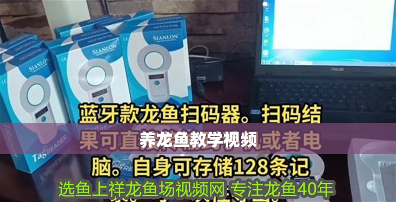 養龍魚教學視頻