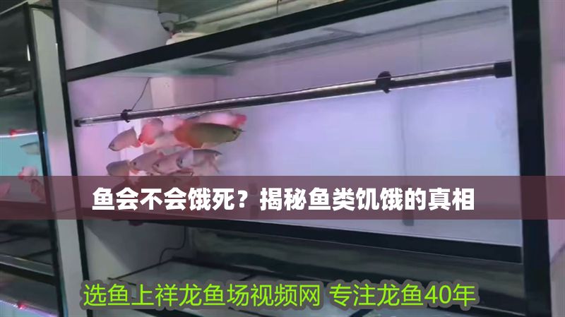 魚會不會餓死？揭秘魚類饑餓的真相