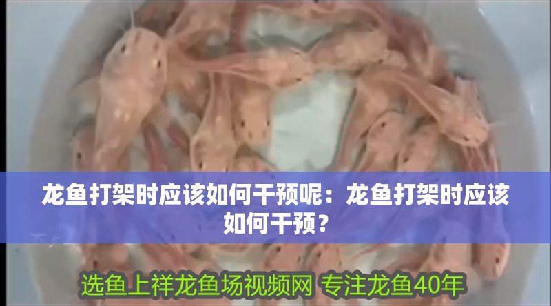 龍魚打架時應(yīng)該如何干預(yù)呢：龍魚打架時應(yīng)該如何干預(yù)？