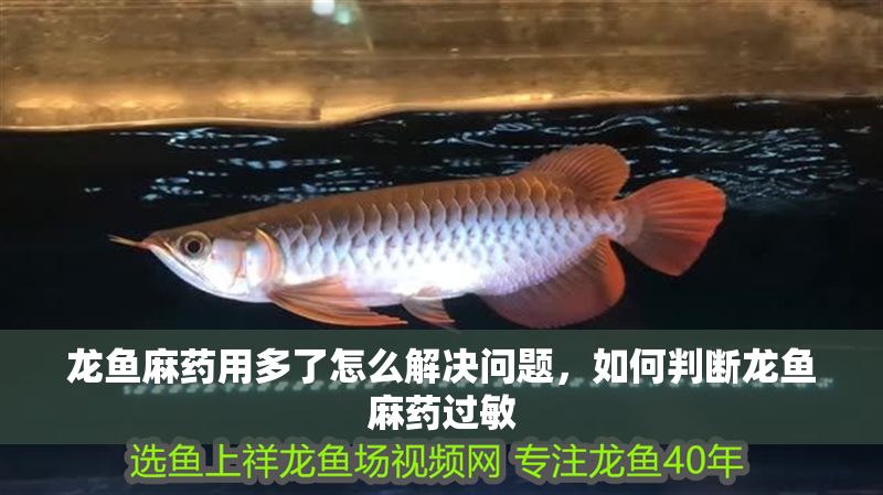 龍魚麻藥用多了怎么解決問題，如何判斷龍魚麻藥過敏