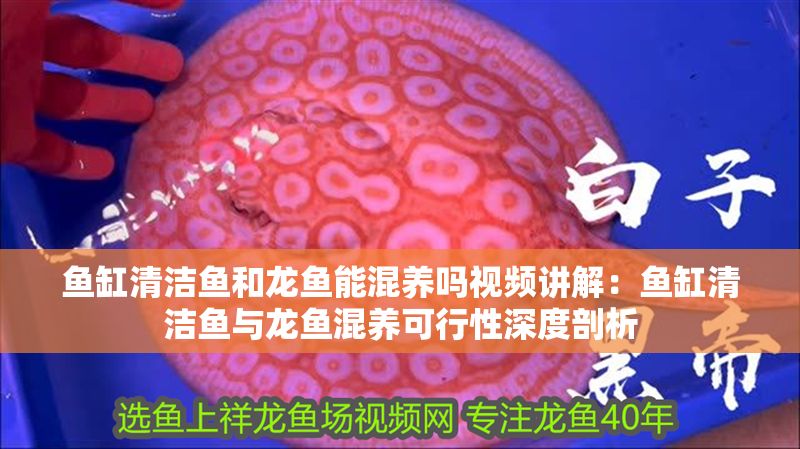 魚缸清潔魚和龍魚能混養(yǎng)嗎視頻講解：魚缸清潔魚與龍魚混養(yǎng)可行性深度剖析