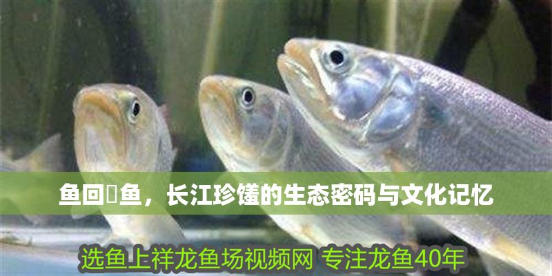 魚回鮰魚，長江珍饈的生態密碼與文化記憶