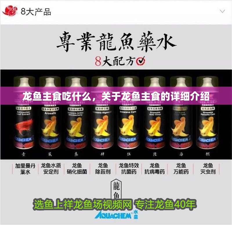 龍魚主食吃什么，關于龍魚主食的詳細介紹