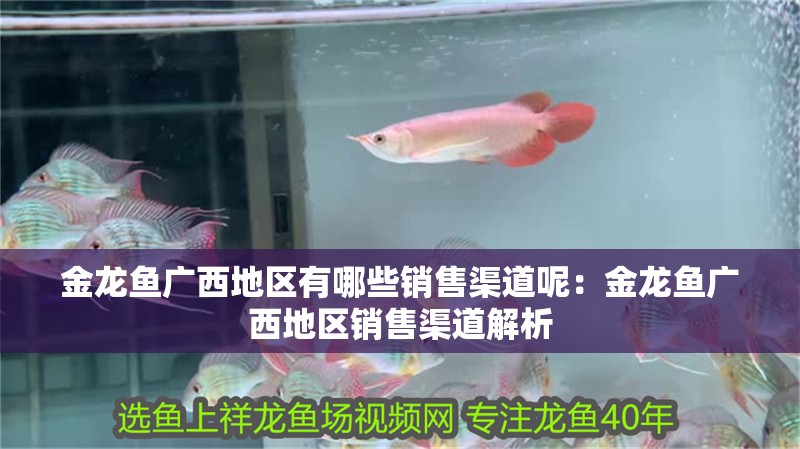 金龍魚廣西地區有哪些銷售渠道呢：金龍魚廣西地區銷售渠道解析