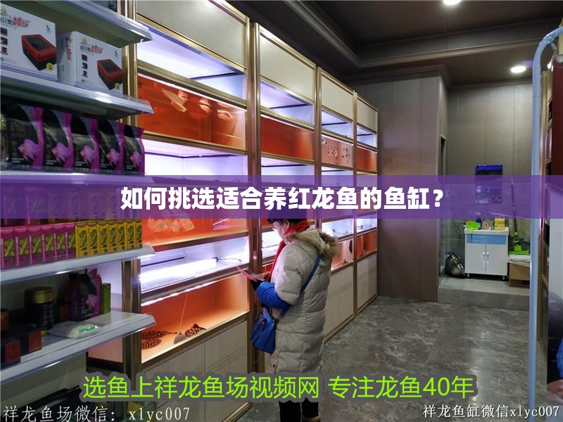 如何挑選適合養紅龍魚的魚缸？