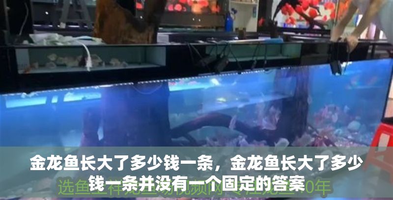 金龍魚長大了多少錢一條，金龍魚長大了多少錢一條并沒有一個固定的答案