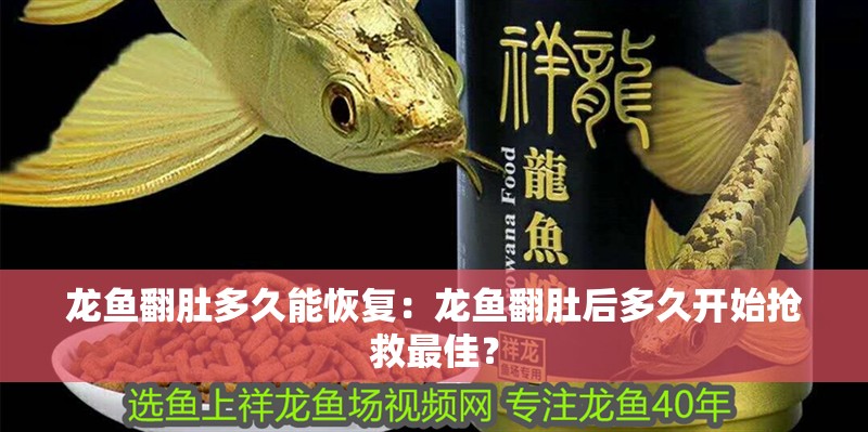 龍魚翻肚多久能恢復：龍魚翻肚后多久開始搶救最佳？