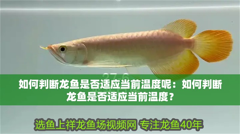 如何判斷龍魚是否適應當前溫度呢：如何判斷龍魚是否適應當前溫度？