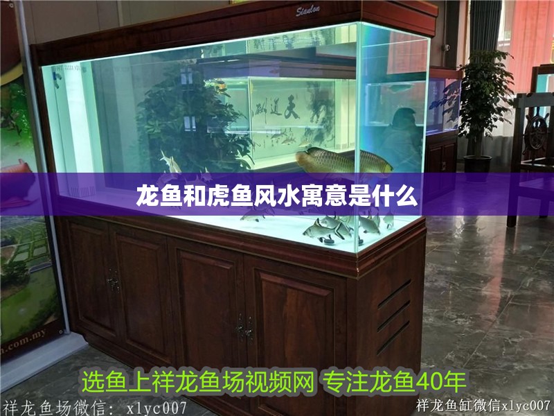 龍魚和虎魚風水寓意是什么