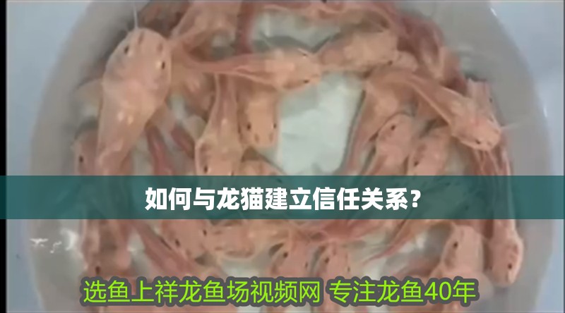 如何與龍貓建立信任關系？