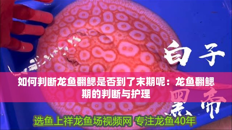 如何判斷龍魚翻鰓是否到了末期呢：龍魚翻鰓期的判斷與護(hù)理