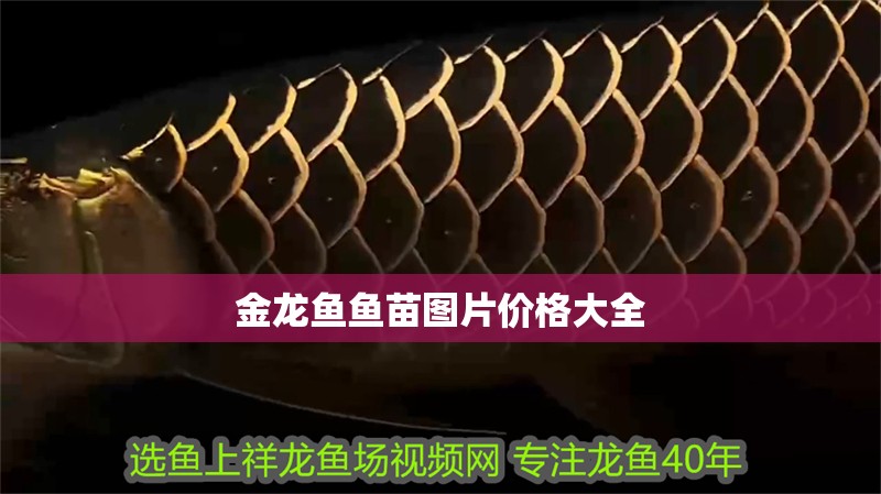 金龍魚魚苗圖片價格大全