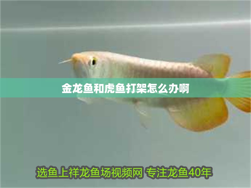 金龍魚和虎魚打架怎么辦啊