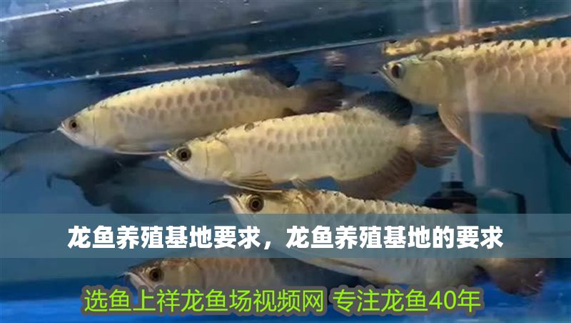 龍魚養殖基地要求，龍魚養殖基地的要求