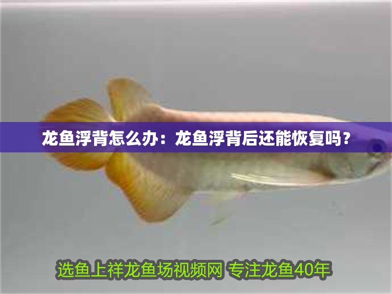 龍魚浮背怎么辦：龍魚浮背后還能恢復(fù)嗎？