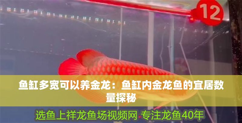 魚缸多寬可以養金龍：魚缸內金龍魚的宜居數量探秘