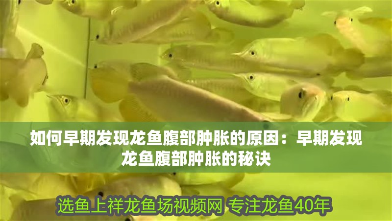 如何早期發現龍魚腹部腫脹的原因：早期發現龍魚腹部腫脹的秘訣