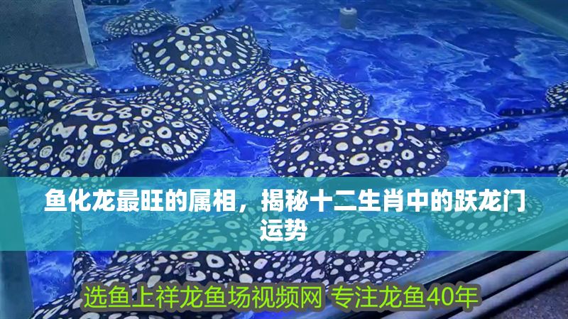 魚化龍最旺的屬相，揭秘十二生肖中的躍龍門運(yùn)勢