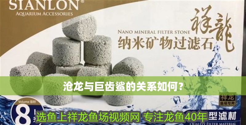 滄龍與巨齒鯊的關系如何？