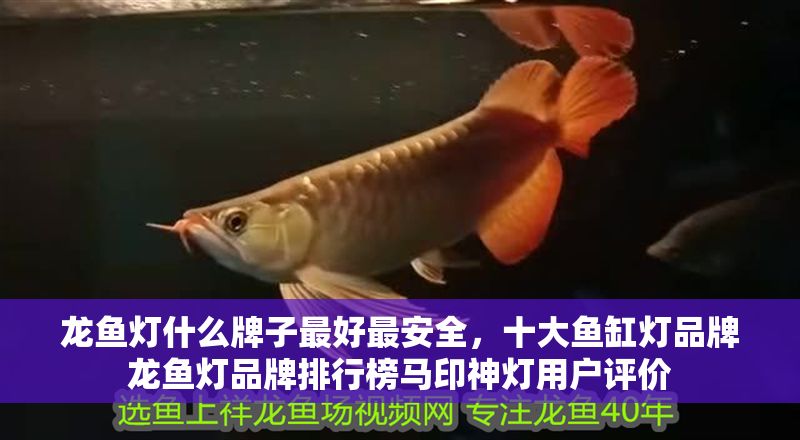 龍魚燈什么牌子最好最安全，十大魚缸燈品牌龍魚燈品牌排行榜馬印神燈用戶評價