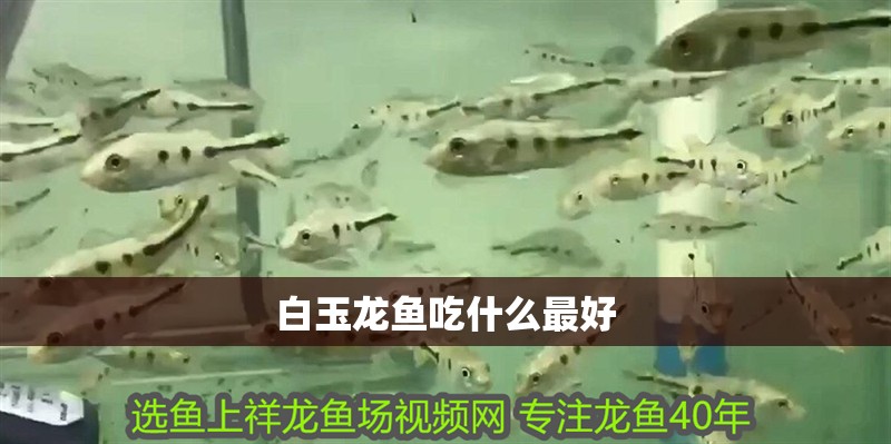 白玉龍魚吃什么最好