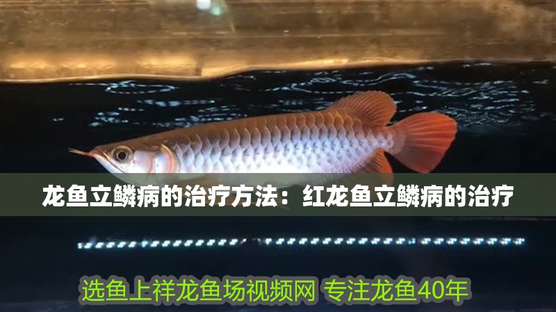 龍魚立鱗病的治療方法：紅龍魚立鱗病的治療