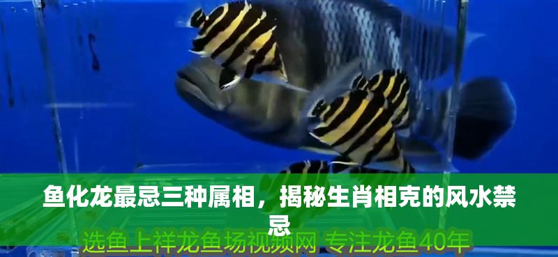 魚化龍最忌三種屬相，揭秘生肖相克的風水禁忌