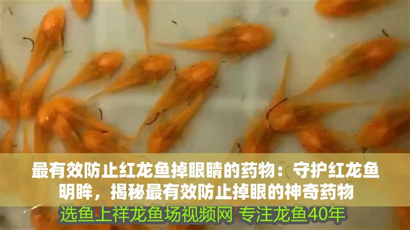最有效防止紅龍魚掉眼睛的藥物：守護紅龍魚明眸，揭秘最有效防止掉眼的神奇藥物