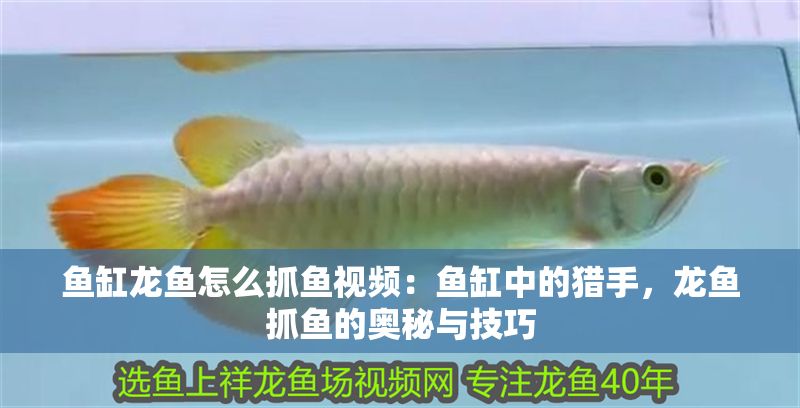 魚缸龍魚怎么抓魚視頻：魚缸中的獵手，龍魚抓魚的奧秘與技巧