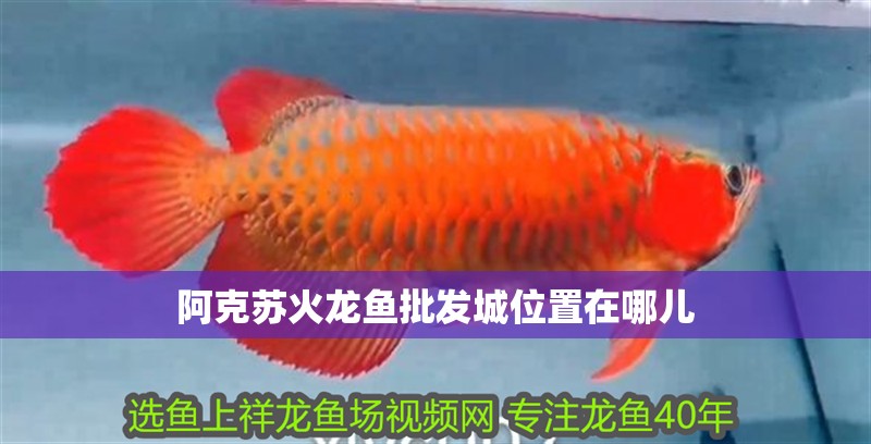 阿克蘇火龍魚批發城位置在哪兒