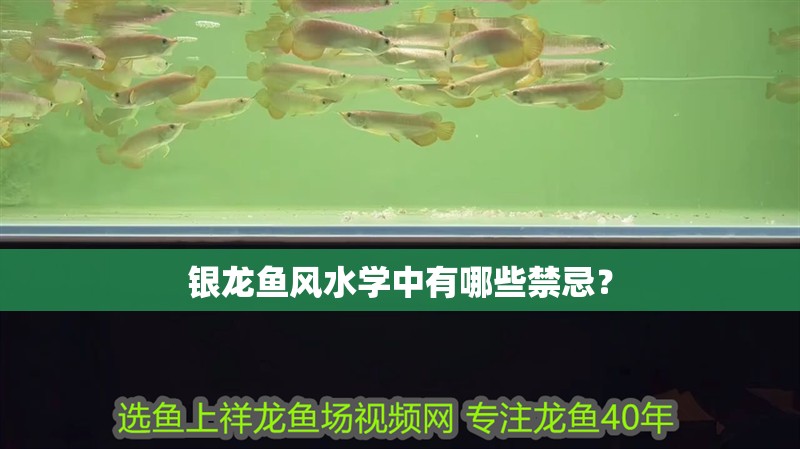 銀龍魚風(fēng)水學(xué)中有哪些禁忌？