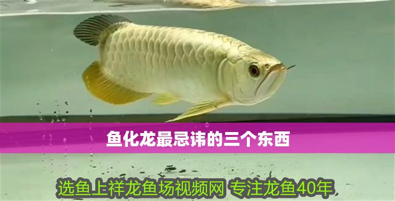魚化龍最忌諱的三個東西 龍魚百科 第1張 魚化龍最忌諱的三個東西 魚化龍最忌諱的三個東西 龍魚百科 第1張