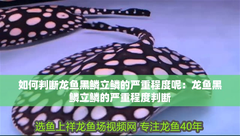 如何判斷龍魚黑鱗立鱗的嚴重程度呢：龍魚黑鱗立鱗的嚴重程度判斷
