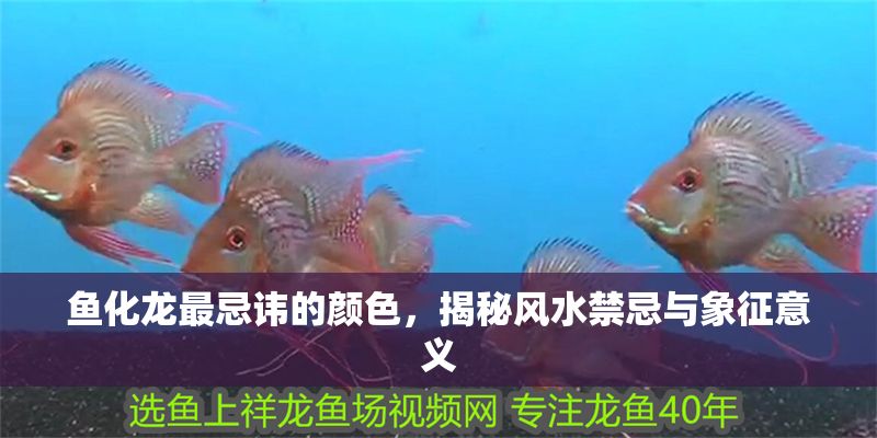 魚化龍最忌諱的顏色，揭秘風水禁忌與象征意義