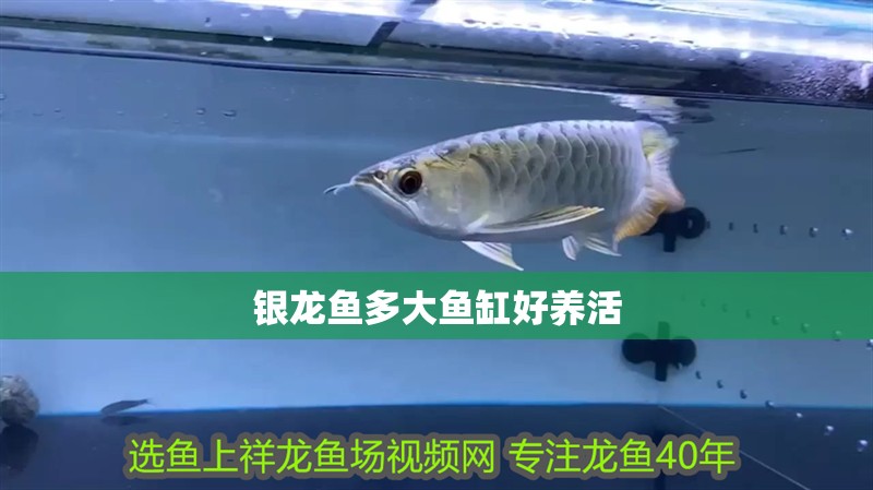 銀龍魚(yú)多大魚(yú)缸好養(yǎng)活