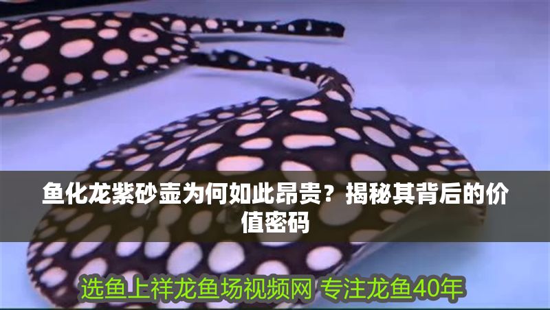 魚化龍紫砂壺為何如此昂貴？揭秘其背后的價(jià)值密碼